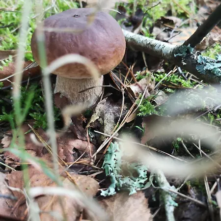 Semesterbostad Plener Miedzichowo