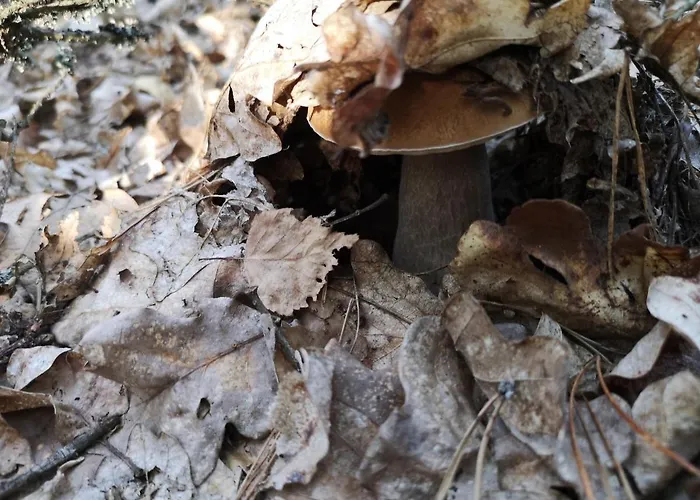 Plener Holiday home *