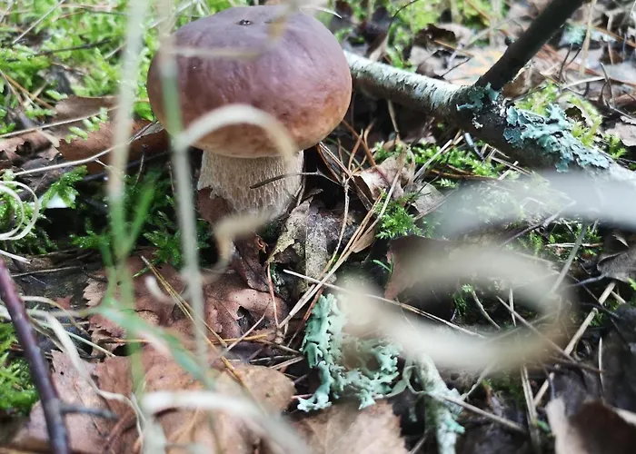 Holiday home Plener Miedzichowo